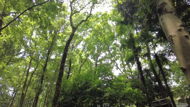 夏天茂密的树林仰拍