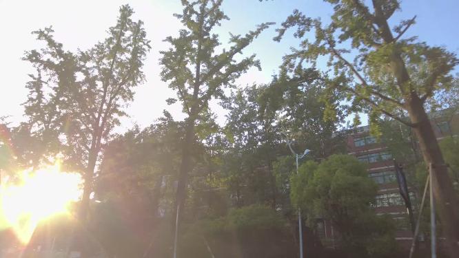 夕阳阳光穿过树林开车第一视角