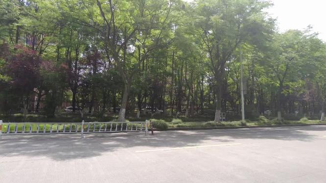 小马路特写