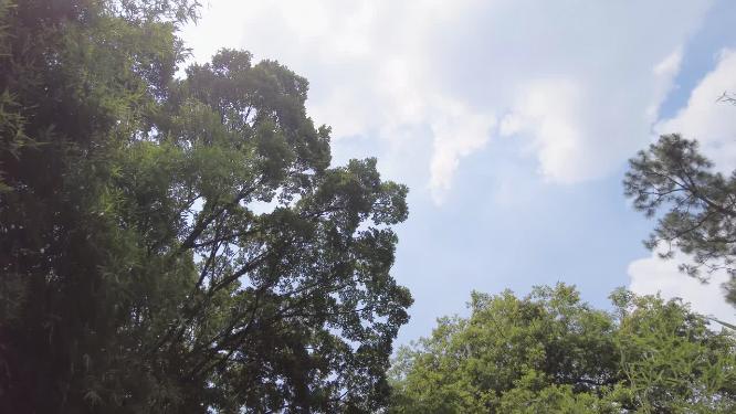 蓝天白云树林大自然环境