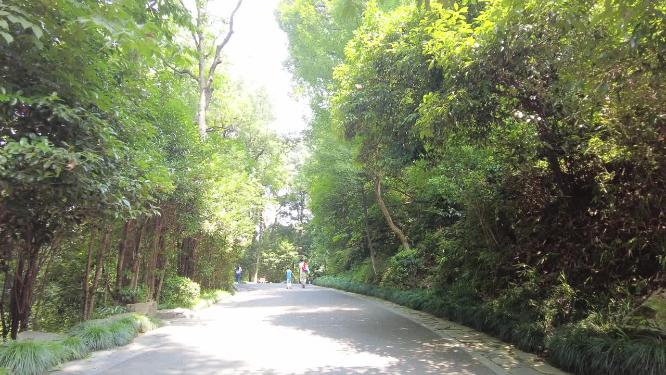 风景景区行人树林小道路