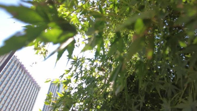 城市阳光穿过树叶子唯美风景视频素材3