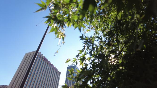 城市阳光穿过树叶子唯美风景视频素材