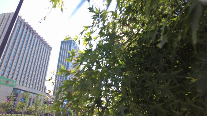 城市阳光穿过树叶子风景视频素材
