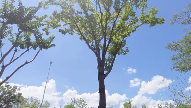 城市马路景色蓝天白云树枝树叶