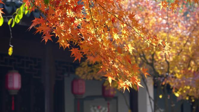 深秋公园里的枫叶红了