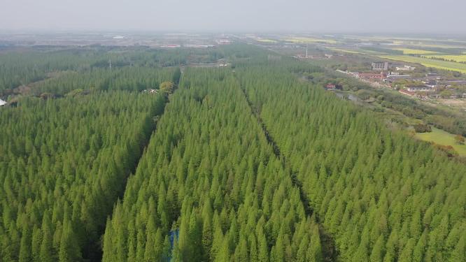 上海市 崇明区 崇明岛 东平国家森林公园 春季 水杉树 树林