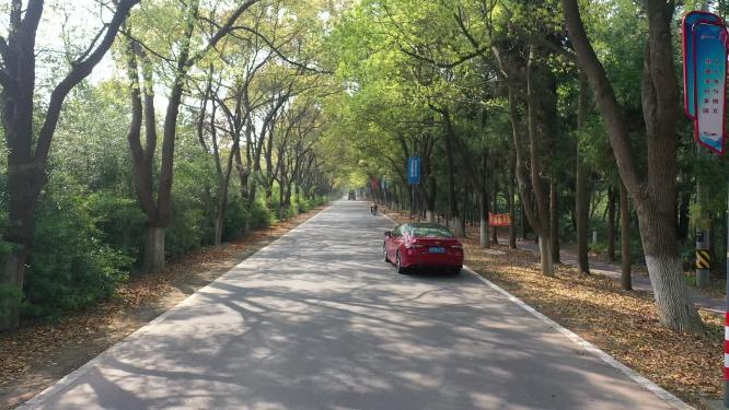 上海市 崇明区 崇明岛 东平国家森林公园 春季 水杉树 树林