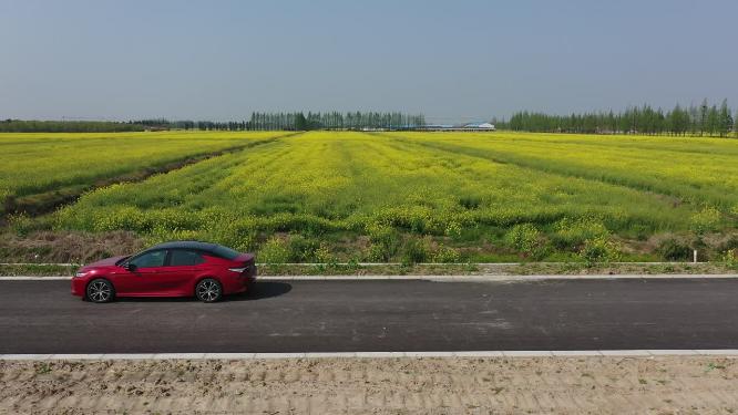 上海市 崇明区 崇明岛 油菜花田 春天