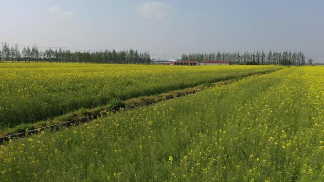上海市 崇明区 崇明岛 油菜花田 春天