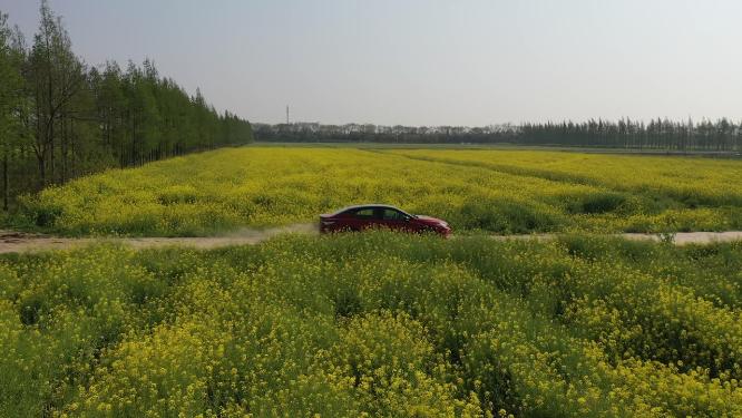 上海市 崇明区 崇明岛 油菜花田 春天