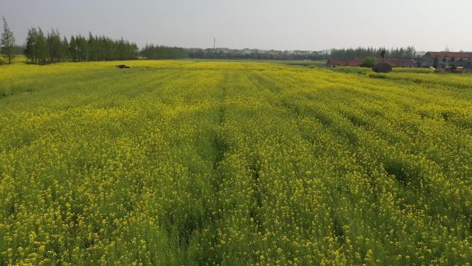 上海市 崇明区 崇明岛 油菜花田 春天