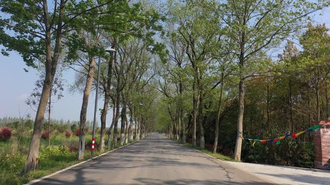 上海市 崇明区 崇明岛 东平国家森林公园 春季 水杉树 树林