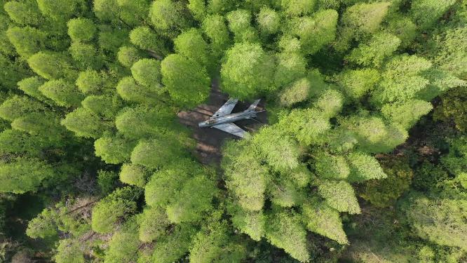 上海市 崇明区 崇明岛 东平国家森林公园 春季 水杉树 树林