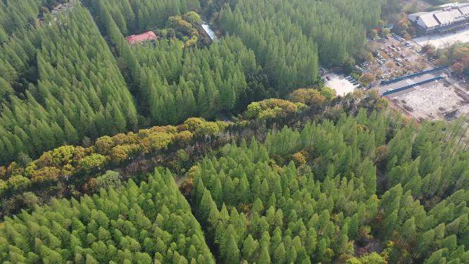 上海市 崇明区 崇明岛 东平国家森林公园 春季 水杉树 树林