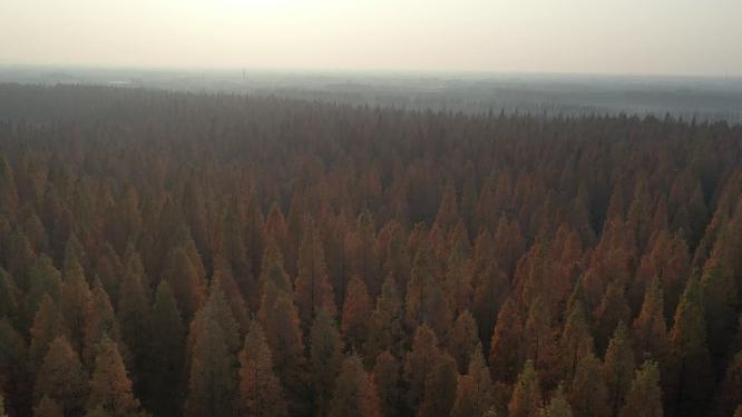 上海市 崇明区 崇明岛 东平国家森林公园 晚秋时节 水杉树 树林