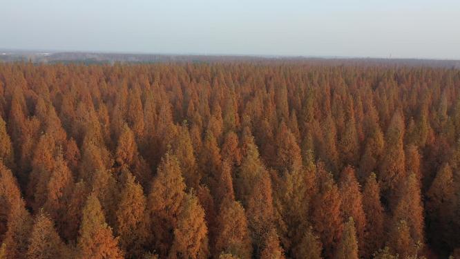 上海市 崇明区 崇明岛 东平国家森林公园 晚秋时节 水杉树 树林