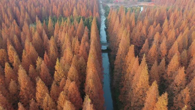 上海市 崇明区 崇明岛 东平国家森林公园 晚秋时节 水杉树 树林