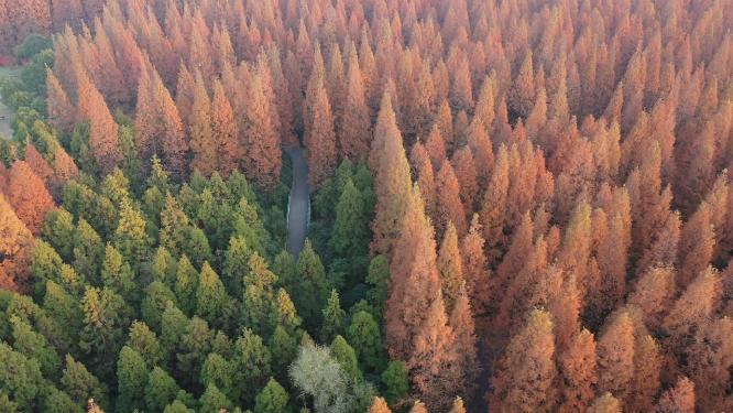 上海市 崇明区 崇明岛 东平国家森林公园 晚秋时节 水杉树 树林