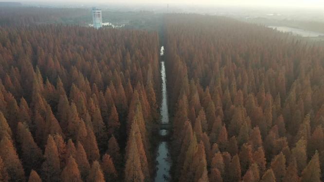 上海市 崇明区 崇明岛 东平国家森林公园 晚秋时节 水杉树 树林