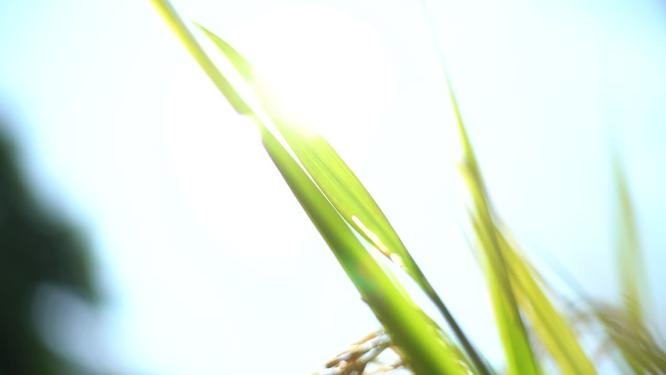 农业 水稻 丰收 秋天 农民 