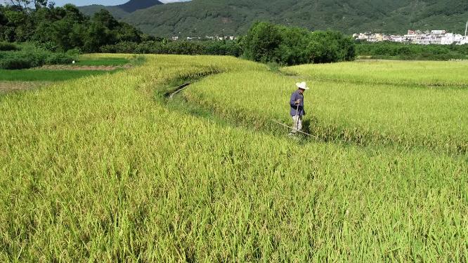 农业 水稻 丰收 秋天 农民