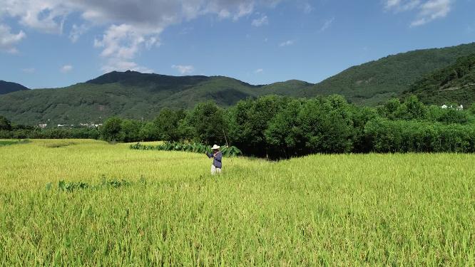 农业 水稻 丰收 秋天 农民