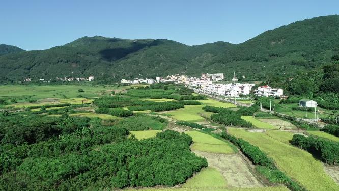 农业 水稻 丰收 秋天 农民