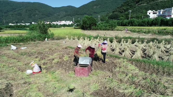 农业 水稻 丰收 秋天 农民