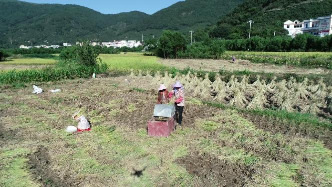 农业 水稻 丰收 秋天 农民