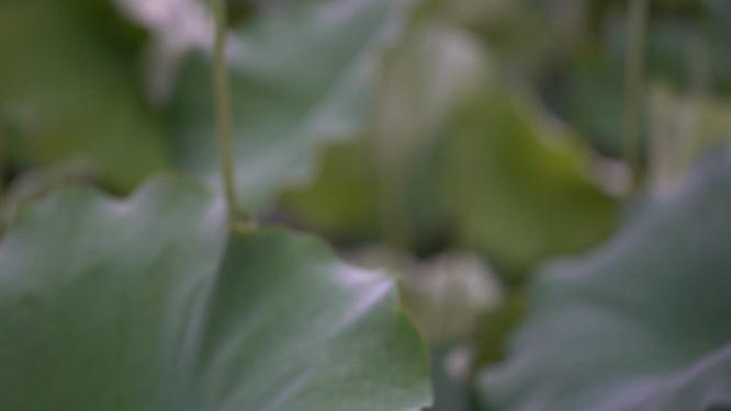 荷花 莲花 荷叶 夏季