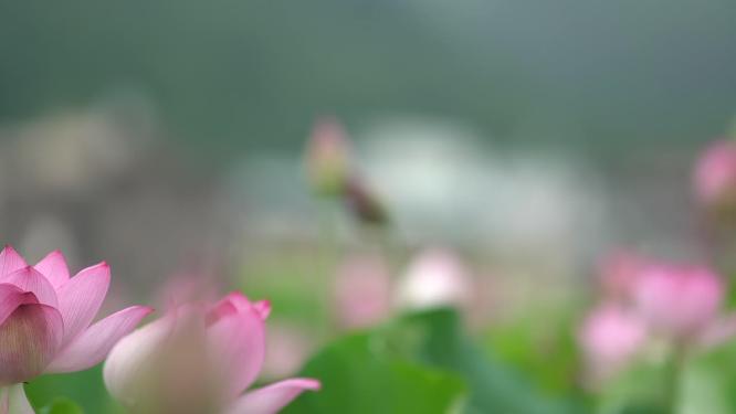荷花 莲花 荷叶 夏季