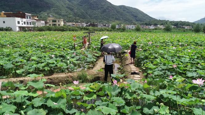 福建省 莆田市 城厢区 常太镇 溪南村 美丽乡村 图图荷园