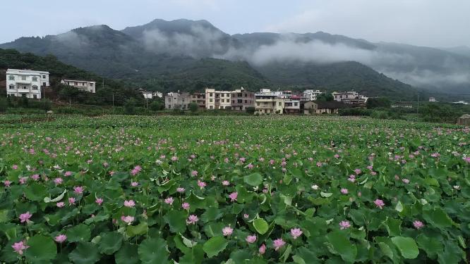 福建省 莆田市 城厢区 常太镇 溪南村 美丽乡村 图图荷园
