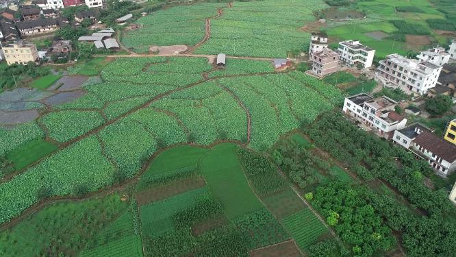 福建省 莆田市 城厢区 常太镇 溪南村 美丽乡村 图图荷园