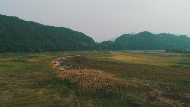 秋天 芦苇荡 航拍