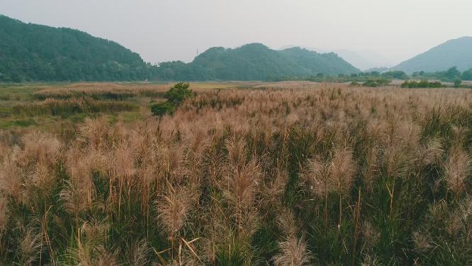 秋天 芦苇荡 航拍