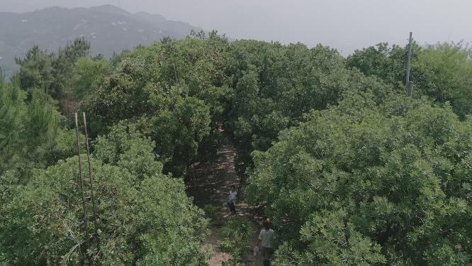 夏季 杨梅采摘 农业