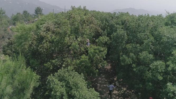 夏季 杨梅采摘 农业