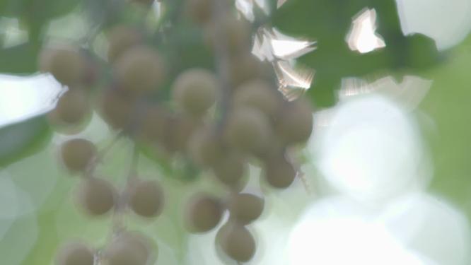 水果 龙眼 果树