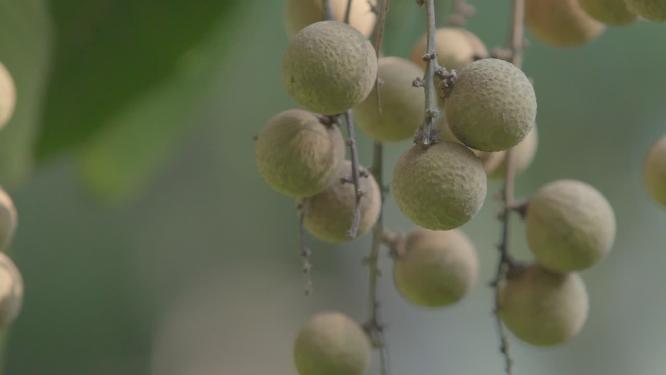 水果 龙眼 果树