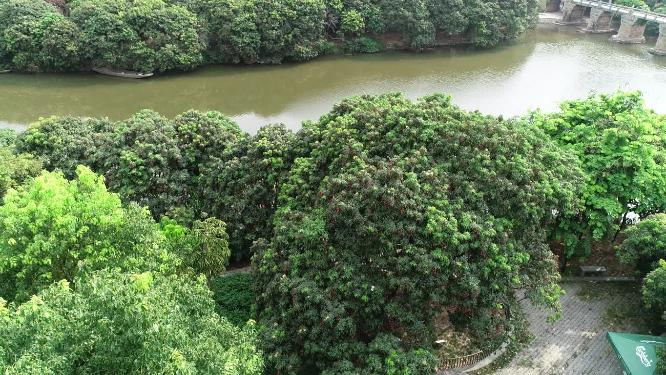 福建省 莆田市 城厢区 绶溪公园 状元红荔枝树 荔枝 水果