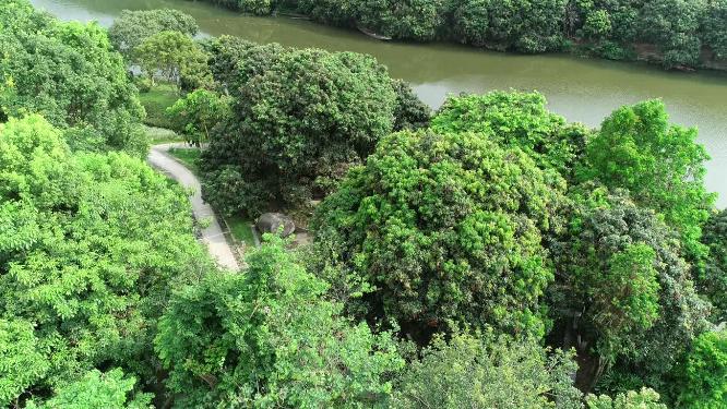 福建省 莆田市 城厢区 绶溪公园 状元红荔枝树 荔枝 水果