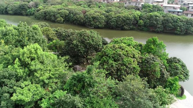 福建省 莆田市 城厢区 绶溪公园 状元红荔枝树 荔枝 水果