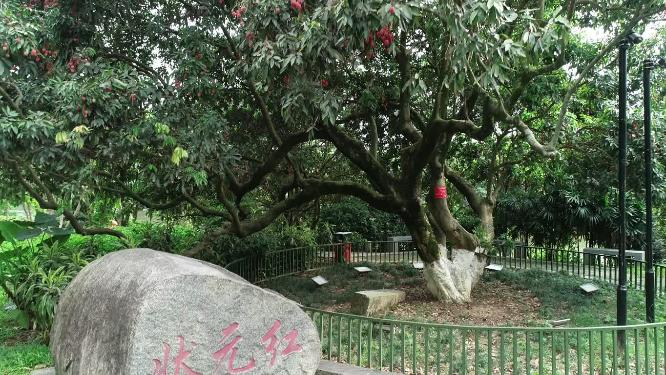 福建省 莆田市 城厢区 绶溪公园 状元红荔枝树 荔枝 水果