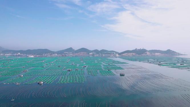 4k航拍山东烟台芝罘区水产养殖