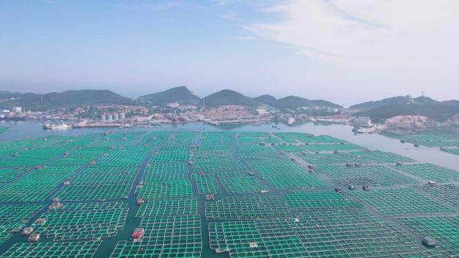 4k航拍山东烟台芝罘区水产养殖