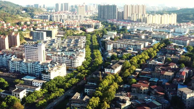 唯美城市生态环境绿荫道路航拍