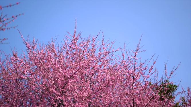 春天公园樱花盛开