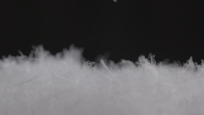 羽绒鸭绒鹅绒羽绒服原料